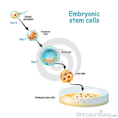 Embryonic stem cells cultivation In Vitro. Vector Illustration